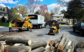 Best Tree Health Inspection  in Douglas, MI